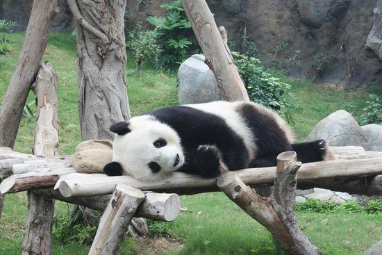Фотография: Панды в зоопарке Гонконга воспользовались карантином и спарились впервые за 10 лет №5 - BigPicture.ru