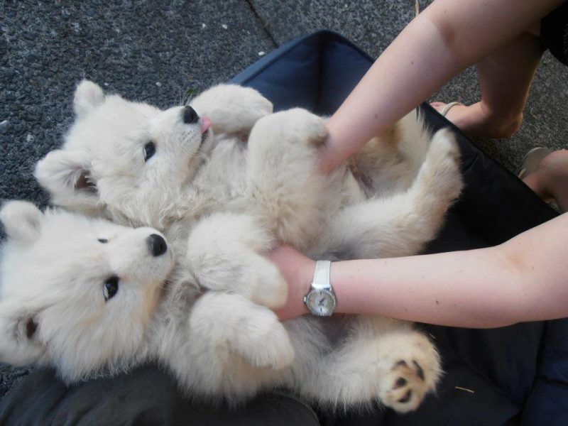 Фотография: 25 собак, которые сделают ваш день счастливее №17 - BigPicture.ru