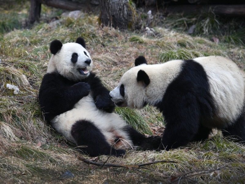 Фотография: Панды в зоопарке Гонконга воспользовались карантином и спарились впервые за 10 лет №4 - BigPicture.ru