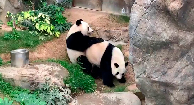 Фотография: Панды в зоопарке Гонконга воспользовались карантином и спарились впервые за 10 лет №3 - BigPicture.ru