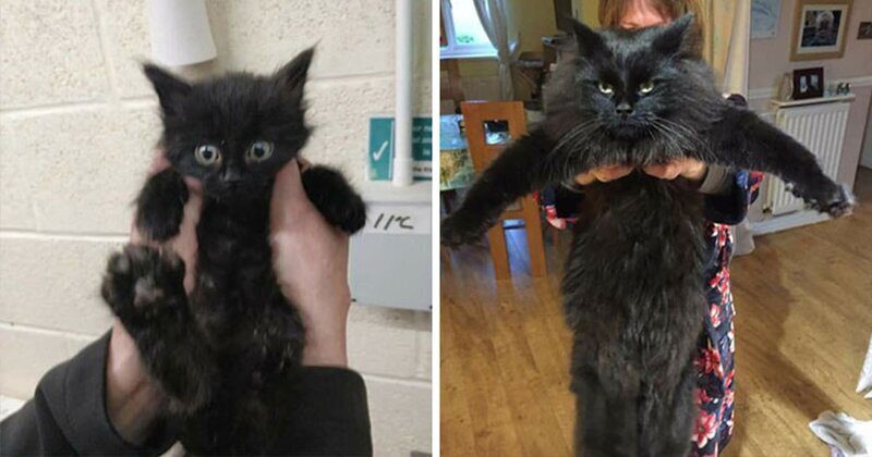 Фотография: 25 фотографий кошек до и после того, как их подобрали с улицы №1 - BigPicture.ru