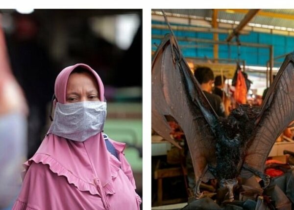 Дикое мясо: в Индонезии нашли рынок с летучими мышами и крысами