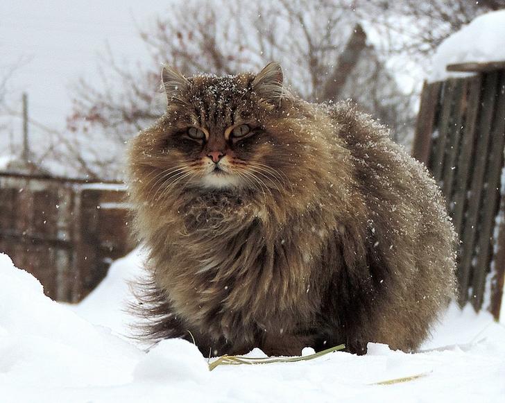 Фотография: 20 ну очень пушистых котиков, в которых невозможно не влюбиться №7 - BigPicture.ru