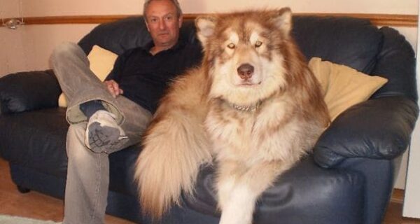 20 фото очаровательных аляскинских маламутов, которые поднимут вам настроение