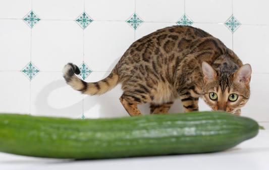 Фотография: Почему кошки панически боятся огурцов: авторитетное мнение ученых №2 - BigPicture.ru