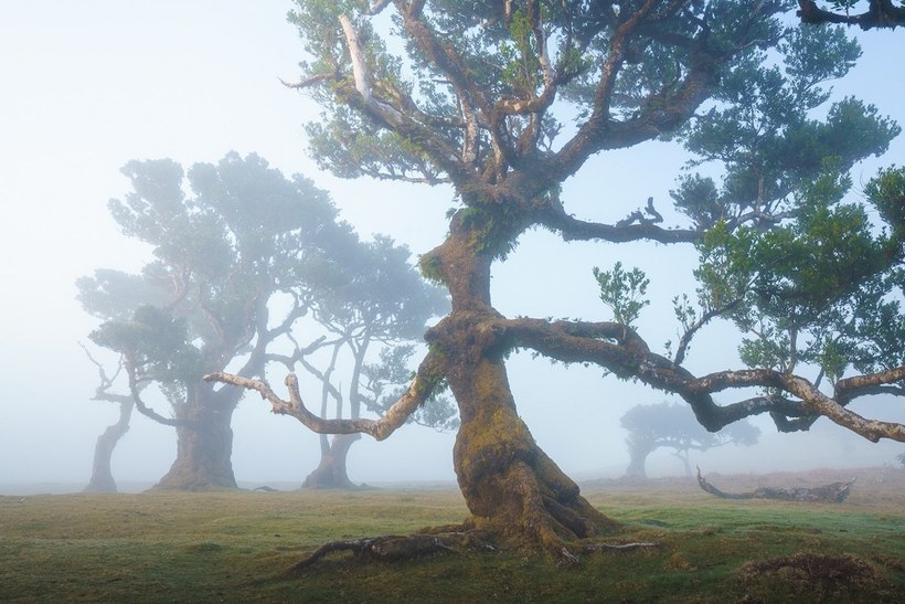Фотография: 15 живописных фото мистического леса на острова Мадейра №10 - BigPicture.ru