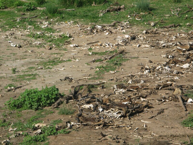Фотография: Почему африканская река Мара ежегодно убивает тысячи животных №9 - BigPicture.ru