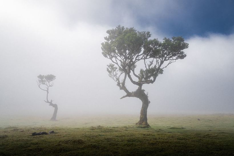 Фотография: 15 живописных фото мистического леса на острова Мадейра №11 - BigPicture.ru