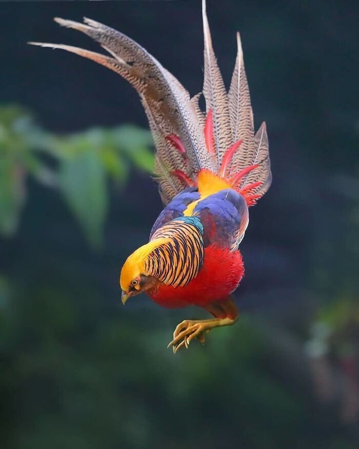 Фотография: 30 необычайно красивых птиц, о которых вы, возможно, не слышали №22 - BigPicture.ru