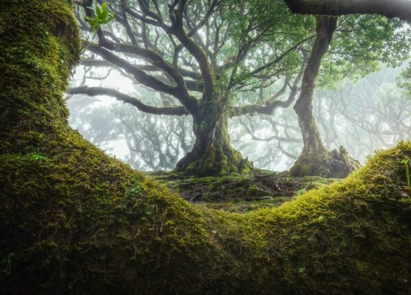 15 живописных фото мистического леса на острова Мадейра