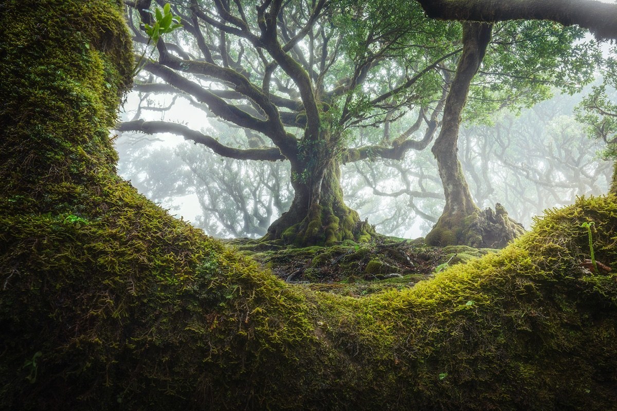 Фотография: 15 живописных фото мистического леса на острова Мадейра №1 - BigPicture.ru
