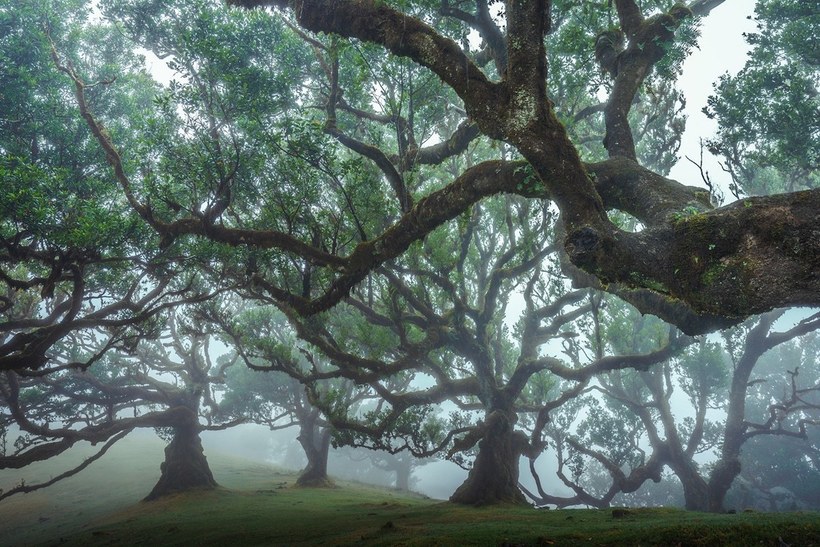 Фотография: 15 живописных фото мистического леса на острова Мадейра №2 - BigPicture.ru