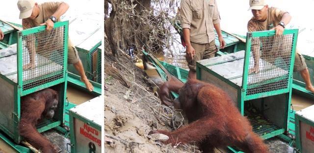 Фотография: История орангутана Пони, которая 6 лет провела в сексуальном рабстве на острове Борнео №3 - BigPicture.ru