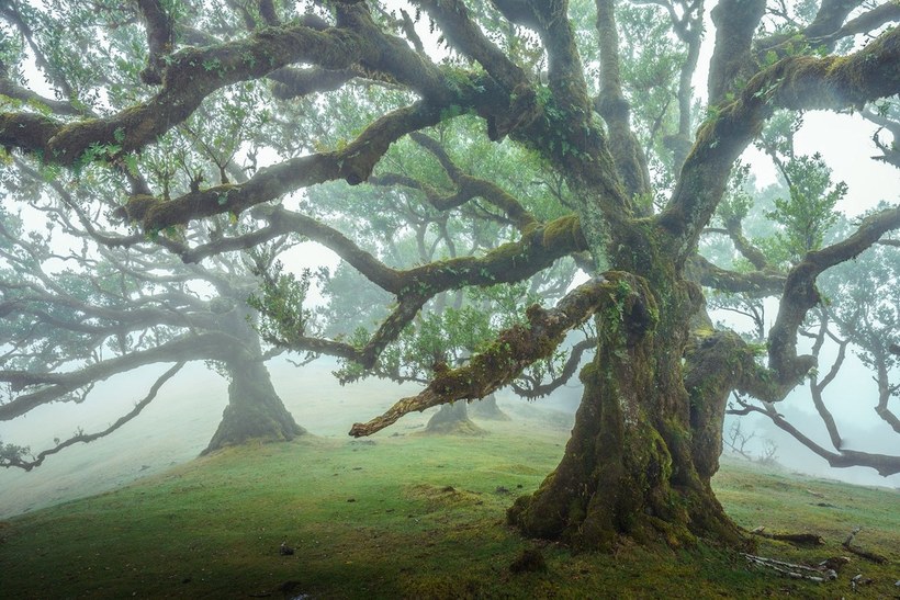 Фотография: 15 живописных фото мистического леса на острова Мадейра №13 - BigPicture.ru
