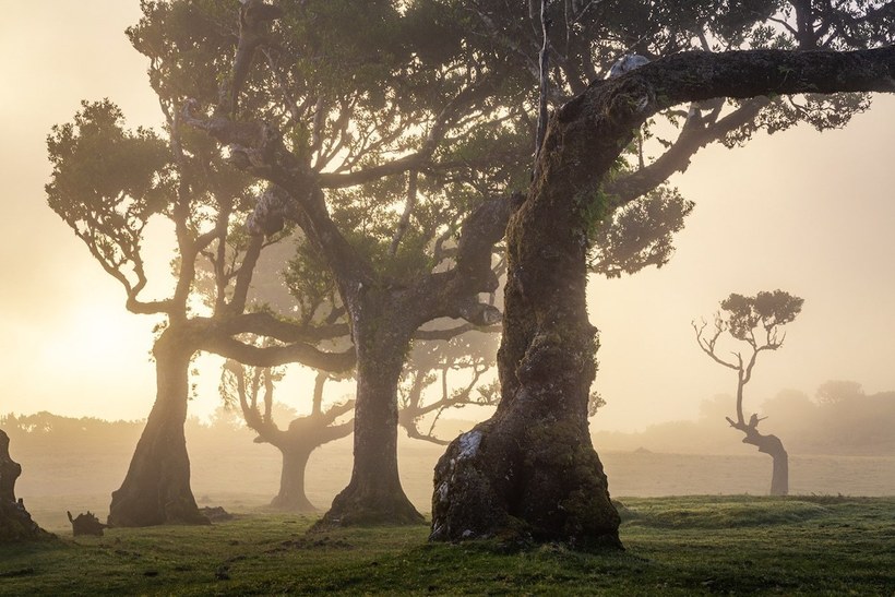 Фотография: 15 живописных фото мистического леса на острова Мадейра №14 - BigPicture.ru