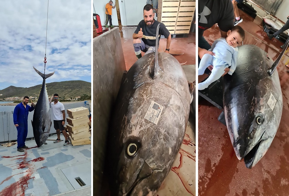 Фотография: Испанские рыбаки поймали тунца-чемпиона №1 - BigPicture.ru