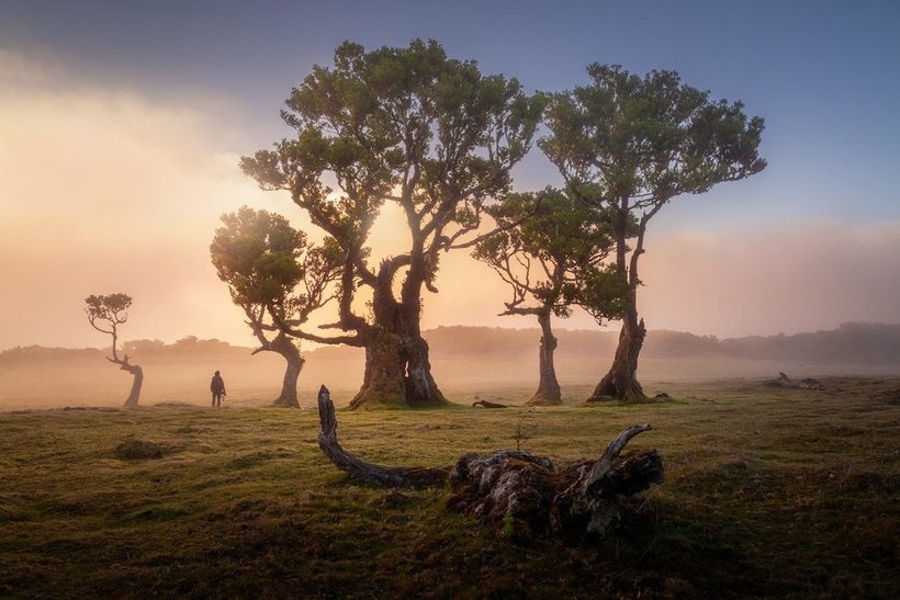 Фотография: 15 живописных фото мистического леса на острова Мадейра №15 - BigPicture.ru