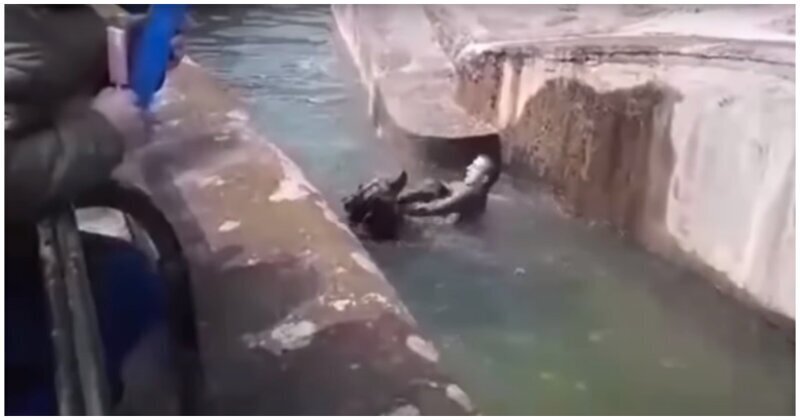 Фотография: В варшавском зоопарке пьяный мужчина пытался утопить медведя №3 - BigPicture.ru