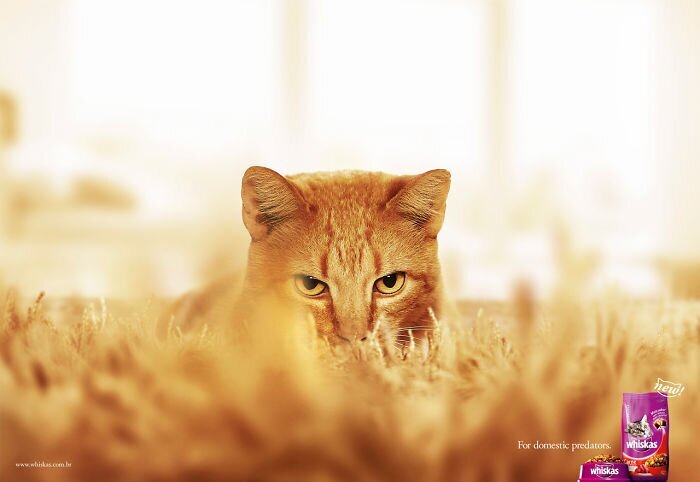 Фотография: 33 примера самой креативной и забавной рекламы с котиками №10 - BigPicture.ru