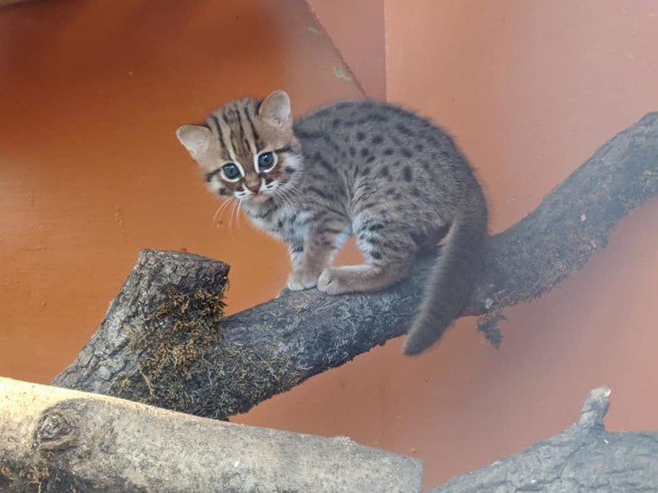 Фотография: Как выглядят редкие котята ржавой кошки, самой маленькой дикой породы кошачьих №4 - BigPicture.ru