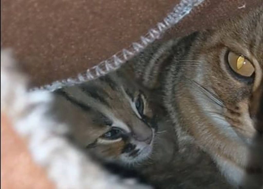 Фотография: Как выглядят редкие котята ржавой кошки, самой маленькой дикой породы кошачьих №2 - BigPicture.ru
