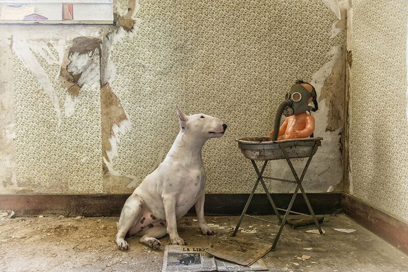 Фотография: Фотограф и ее питбуль рассказывают о правилах жизни при коронавирусе №24 - BigPicture.ru
