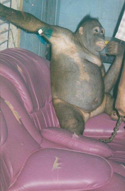 Фотография: История орангутана Пони, которая 6 лет провела в сексуальном рабстве на острове Борнео №2 - BigPicture.ru