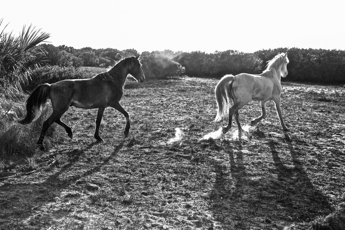 Фотография: 10 волшебных фотографий диких лошадей с острова Камберленд №5 - BigPicture.ru