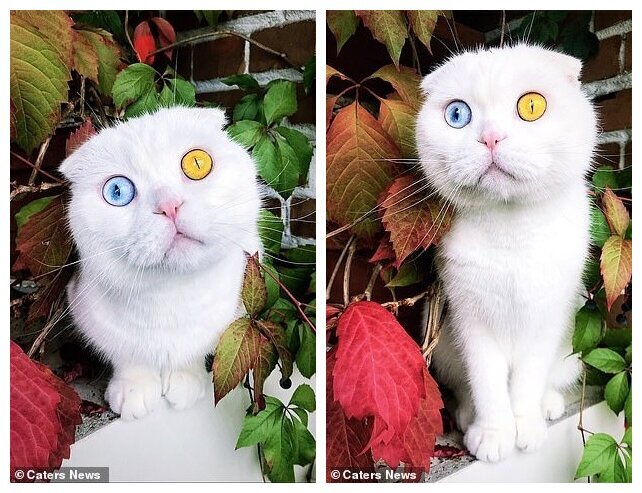 Фотография: В Петербурге белоснежный кот с разноцветными глазами наконец нашел хозяина №2 - BigPicture.ru