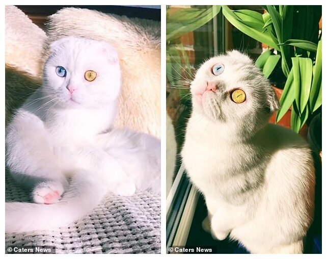 Фотография: В Петербурге белоснежный кот с разноцветными глазами наконец нашел хозяина №5 - BigPicture.ru