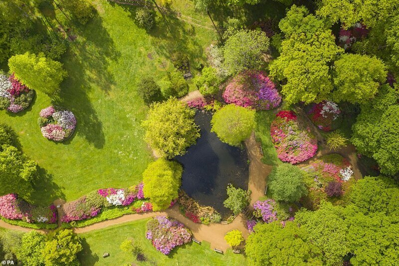 Фотография: В Британии цветут рододендроны и это невероятно красиво №3 - BigPicture.ru