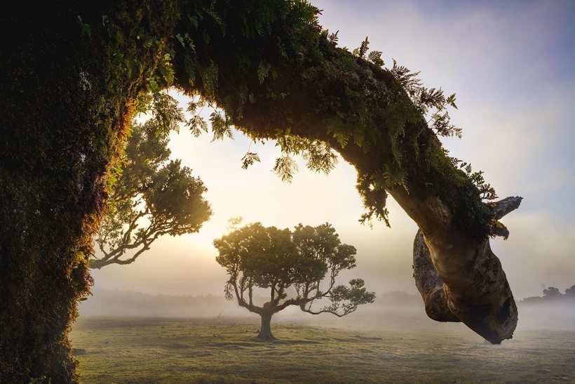 Фотография: 15 живописных фото мистического леса на острова Мадейра №3 - BigPicture.ru