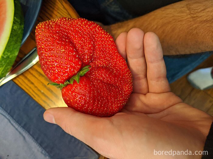 Фотография: Размер имеет значение! 30+ примеров, когда курьеры привезли гигантские овощи и фрукты №17 - BigPicture.ru