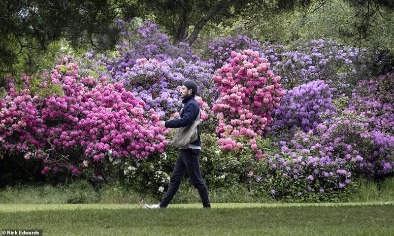 Фотография: В Британии цветут рододендроны и это невероятно красиво №17 - BigPicture.ru