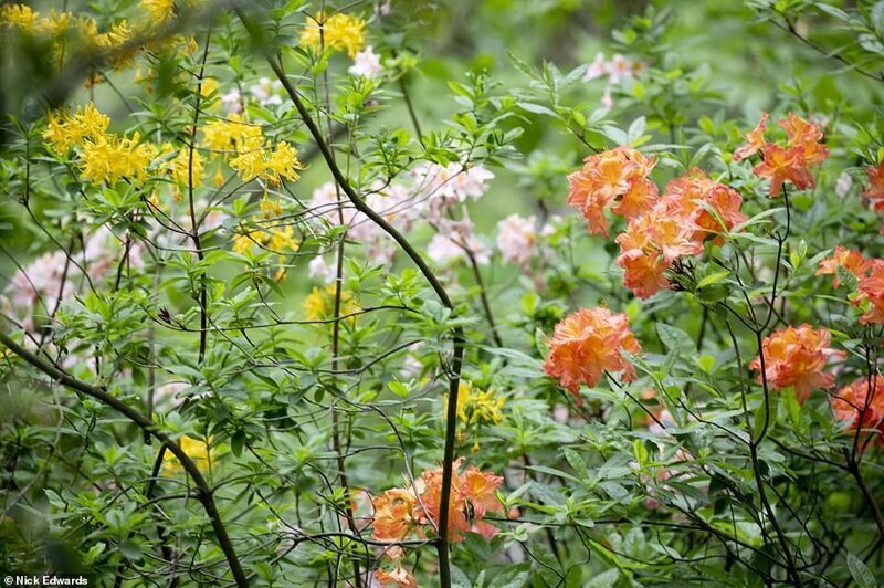 Фотография: В Британии цветут рододендроны и это невероятно красиво №10 - BigPicture.ru