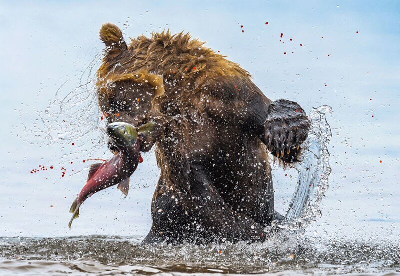 Фотография: 24 невероятные фотографии живой природы от победителей конкурса BigPicture Natural World №29 - BigPicture.ru