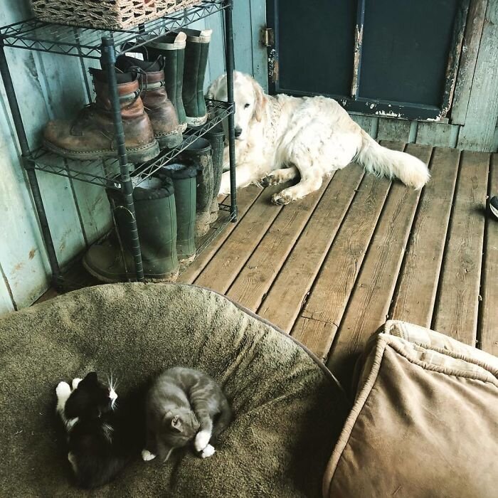 Фотография: 50 смешных фото грустных собак, которых коты изгнали с их мест №31 - BigPicture.ru