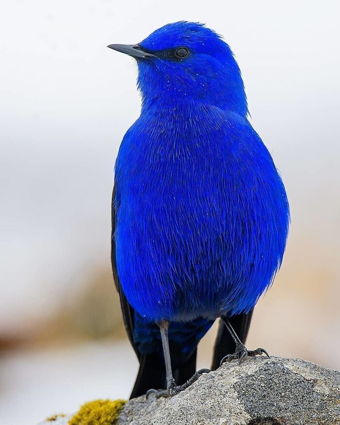 Фотография: 30 необычайно красивых птиц, о которых вы, возможно, не слышали №8 - BigPicture.ru