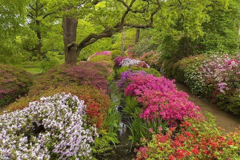Фотография: В Британии цветут рододендроны и это невероятно красиво №14 - BigPicture.ru
