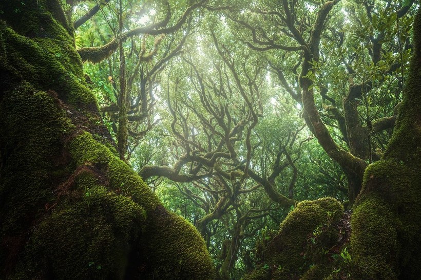 Фотография: 15 живописных фото мистического леса на острова Мадейра №6 - BigPicture.ru