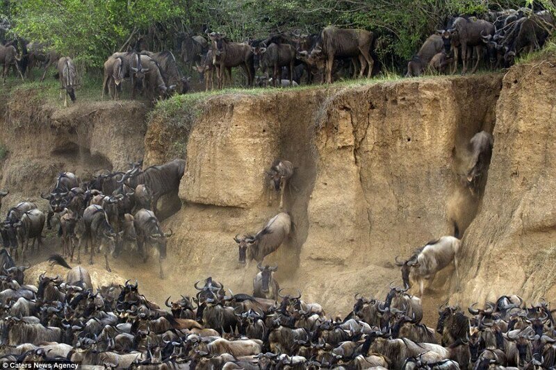 Фотография: Почему африканская река Мара ежегодно убивает тысячи животных №4 - BigPicture.ru