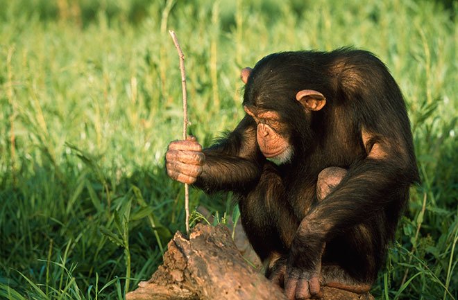 Фотография: Насколько обезьяна сильнее человека и почему? №6 - BigPicture.ru