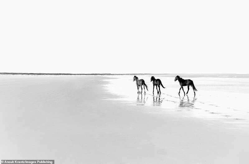 Фотография: 10 волшебных фотографий диких лошадей с острова Камберленд №7 - BigPicture.ru