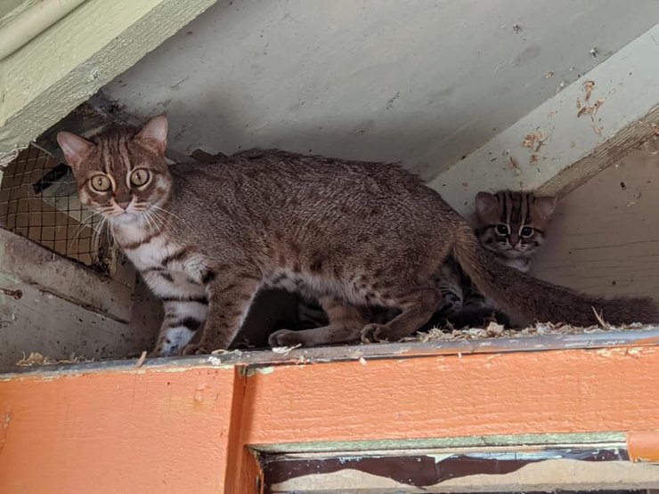 Фотография: Как выглядят редкие котята ржавой кошки, самой маленькой дикой породы кошачьих №1 - BigPicture.ru