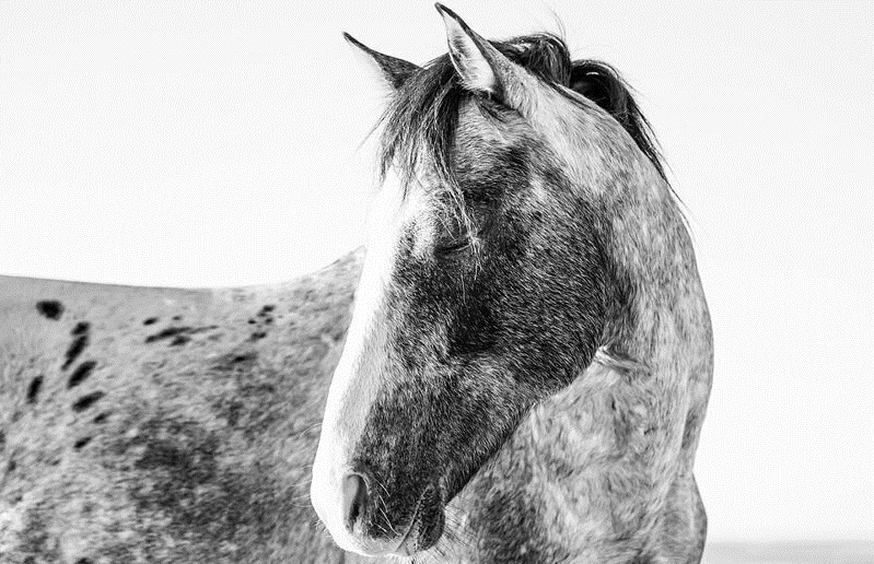 Фотография: 10 волшебных фотографий диких лошадей с острова Камберленд №1 - BigPicture.ru