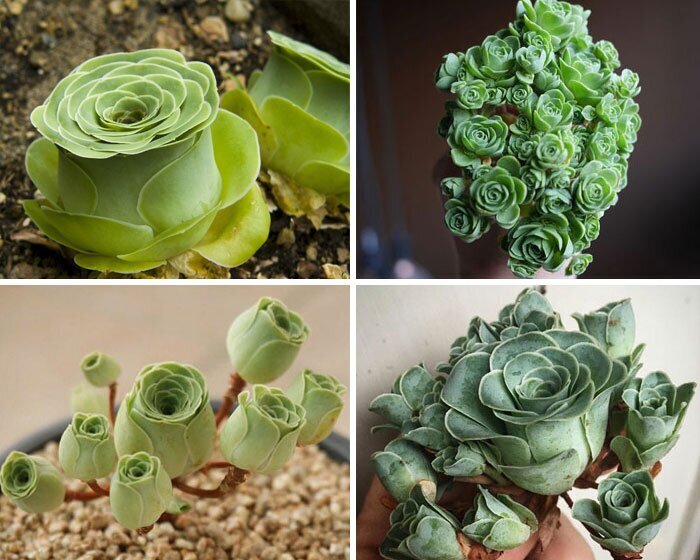 Фотография: Инопланетные растения: 30 самых причудливых суккулентов №5 - BigPicture.ru