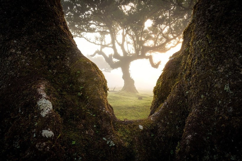 Фотография: 15 живописных фото мистического леса на острова Мадейра №8 - BigPicture.ru