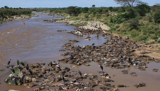 Фотография: Почему африканская река Мара ежегодно убивает тысячи животных №8 - BigPicture.ru