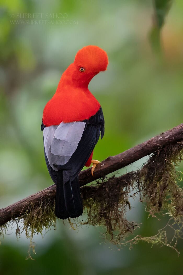 Фотография: 30 необычайно красивых птиц, о которых вы, возможно, не слышали №30 - BigPicture.ru