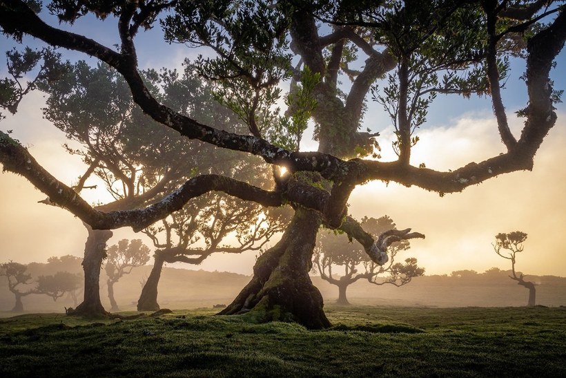 Фотография: 15 живописных фото мистического леса на острова Мадейра №9 - BigPicture.ru